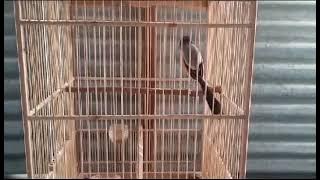 burung seribu suara