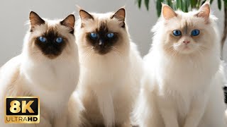 Birman cat | funny cat videos | cute cat animals