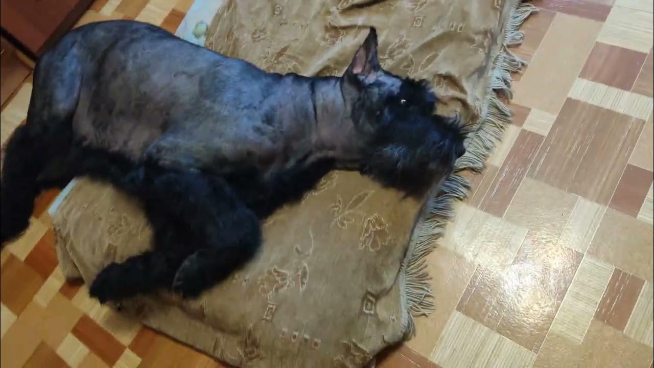 порода собаки шварц шнауцер. видео тримминга. цвергшнауцер стрижка тримминг. видео тримминга. цвейг шнауцер порода собак.