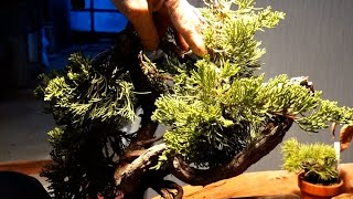 北海道真柏どげんきゃせんきゃイカン - YouTube