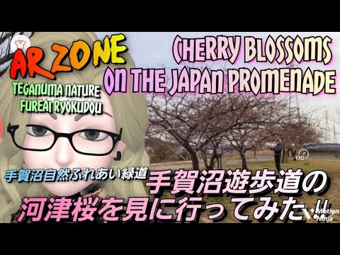 Ar Zone Cherry Blossoms On The Japan Promenade 手賀沼遊歩道の河津桜を見に行ってみた Youtube