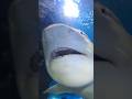 Акула в Астане. #kazakhstan #travel #shark