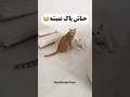 هرچی لیسش میزنه پاک نمیشه Cat Catfunny Funnycatvideos Catvideos گربه فان هرچی لیسش میزنه پاک نمیشه Cat Catfunny Funnycatvideos Catvideos گربه فان