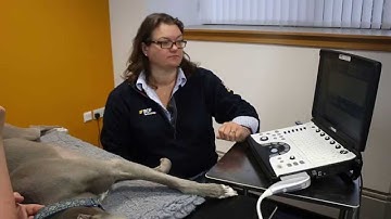 How to export images on the GE Logiq e veterinary ultrasound scanner