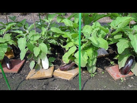 Советы опытных огородников по выращиванию баклажанов и перцев