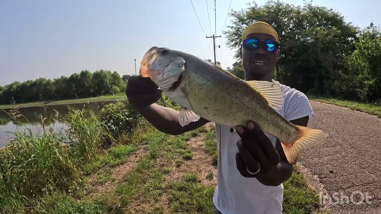AUGUST BASS FISHING FOR BIG BITES #bassfishing #fishing