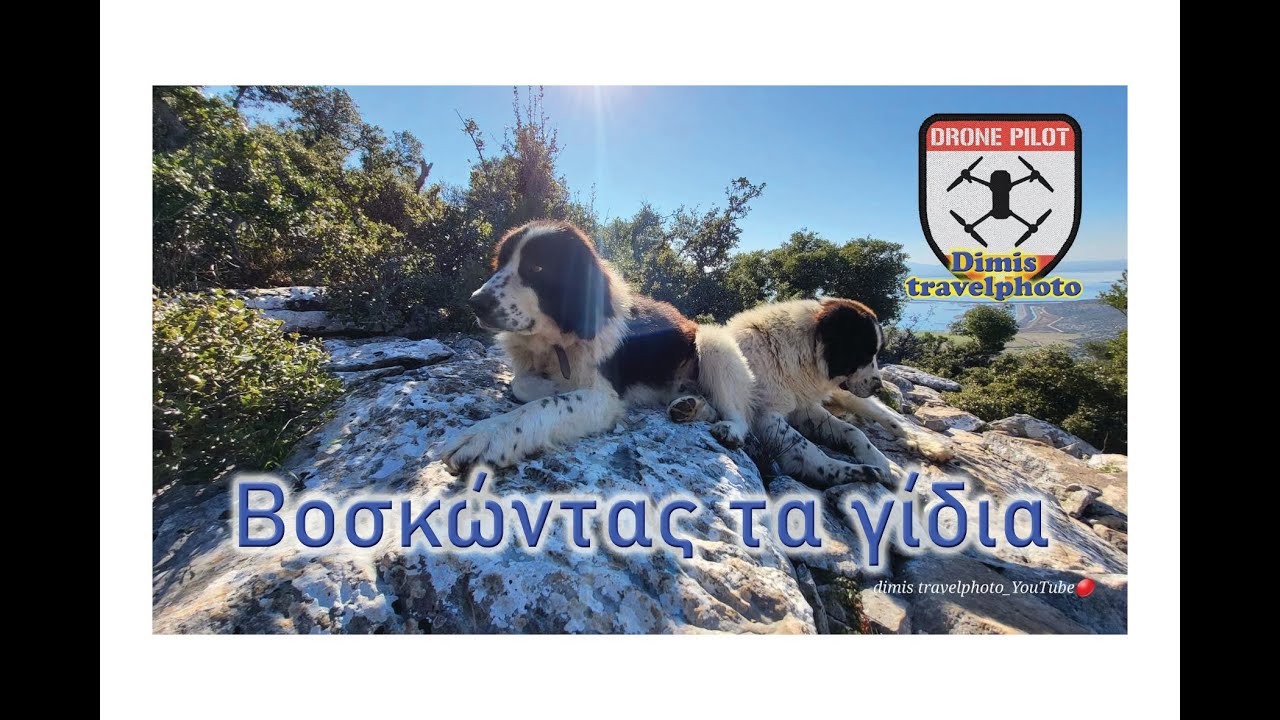 Μια μέρα με τα γίδια στο βουνό!!! A day with the goats in the mountains!!!