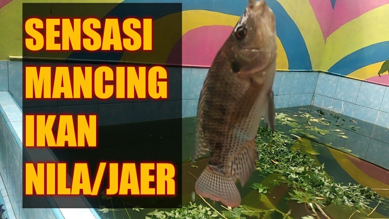 MANCING DI KOLAM NILA/MUJAER | MANCING Fiq