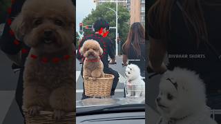 🐶 Love at First Sight… Then He Got Angry 😳🔥 |#shortsfeed #trending