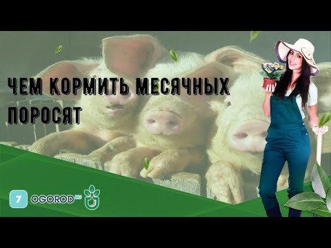 Чем кормить месячных поросят в домашних условиях без свиноматки