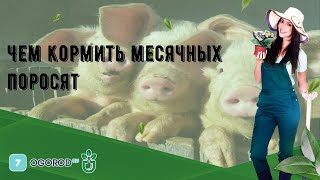 Чем кормить месячных поросят