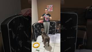 REFORMANDO O QUARTINHO DOS MEUS CACHORROS #animais #cachorro #pitbull #shorts