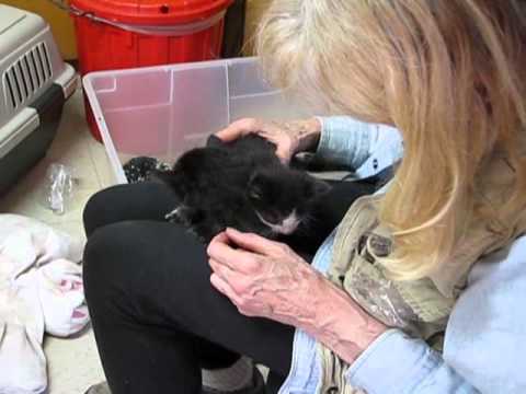 Koko Makes New Kitten her "Baby" for Now
