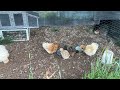 Squeaky chicken!