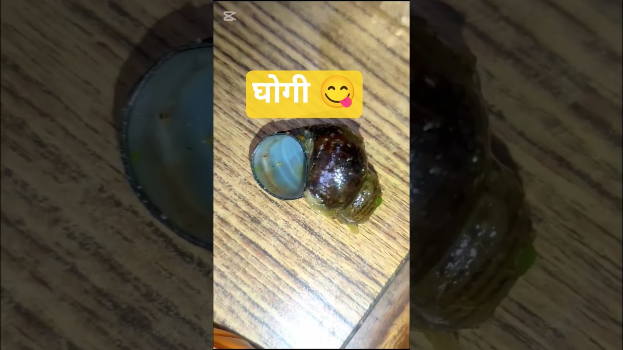 snail ( घाेगी ) is good for health 