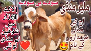 Malir Mandi Karachi Cattle Rates Update 23-April-2024 | Cow Mandi 2024 | Bakra Eid Season 2024