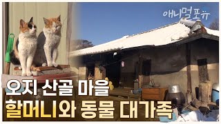 오지 중의 오지, 산골 마을에 사는 할머니와 동물 식구들🖤 | KBS 생생정보 141226 방송
