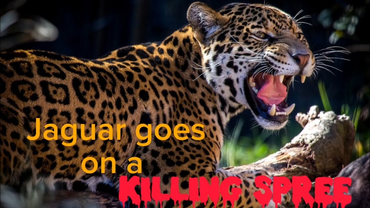 Jaguar hunting footage (AMAZON ASCENSION ROBLOX)