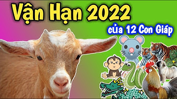 Vận Hạn Năm 2022 của Tuổi TÝ SỬU DẦN MÃO THÌN TỴ NGỌ MÙI THÂN DẬU TUẤT HỢI