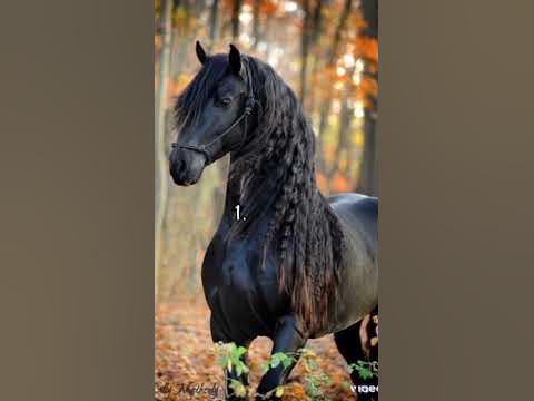 я 2)а ви?)♡#рекомендаціі #лошаді #коні - YouTube