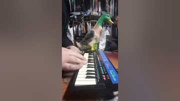 Demo of Casio SA-8 Small Keyboard & Good Candidate to Circuit Bend!