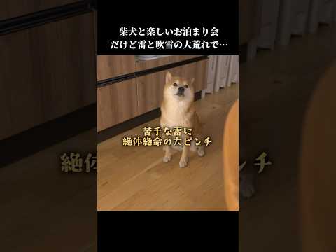柴犬との楽しいお泊まり会なのに、思わぬ出来事が起きてしまい…💦 #怖い #shibainu #可愛い