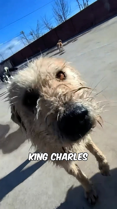 The End of King Charles💔🥲: The Alpha Dog