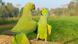 Ringneck Parrot Videos Compilation