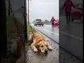 The Woman Who Took In a Stray Dog#rescue #dog #hero #animalrescue #dogs