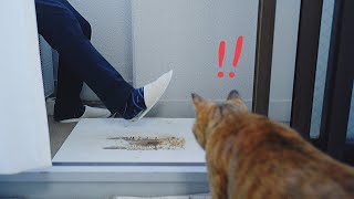完全室内飼いの猫を外に出した時の反応が今後を考えさせられました#35