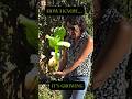 From Planting to Growth – How I Track My Plants