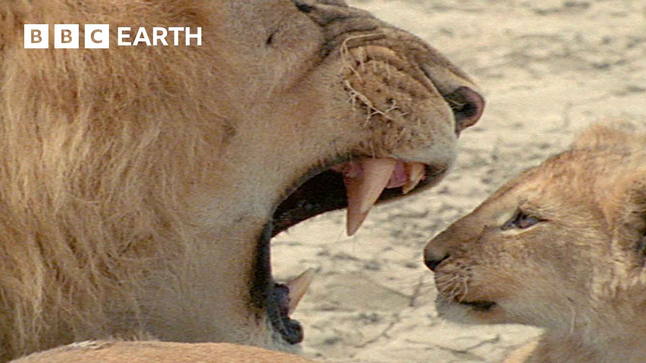 Documentary backdrop image for Fatherhood in the Animal Kingdom (2024)