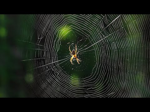 Qué significa soñar con arañas