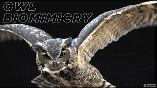 OWL BIOMIMICRY: The Evolution & Emulation of Silence screenshot 2