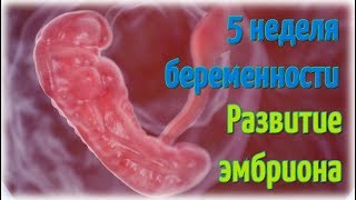 Календарь  беременности: 5 неделя беременности!