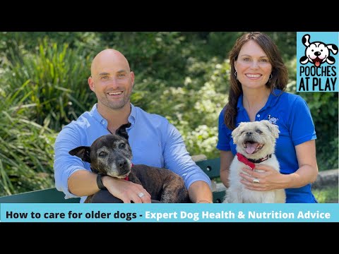 Video: Flink bisk! De beste måtene å belønne hunden din