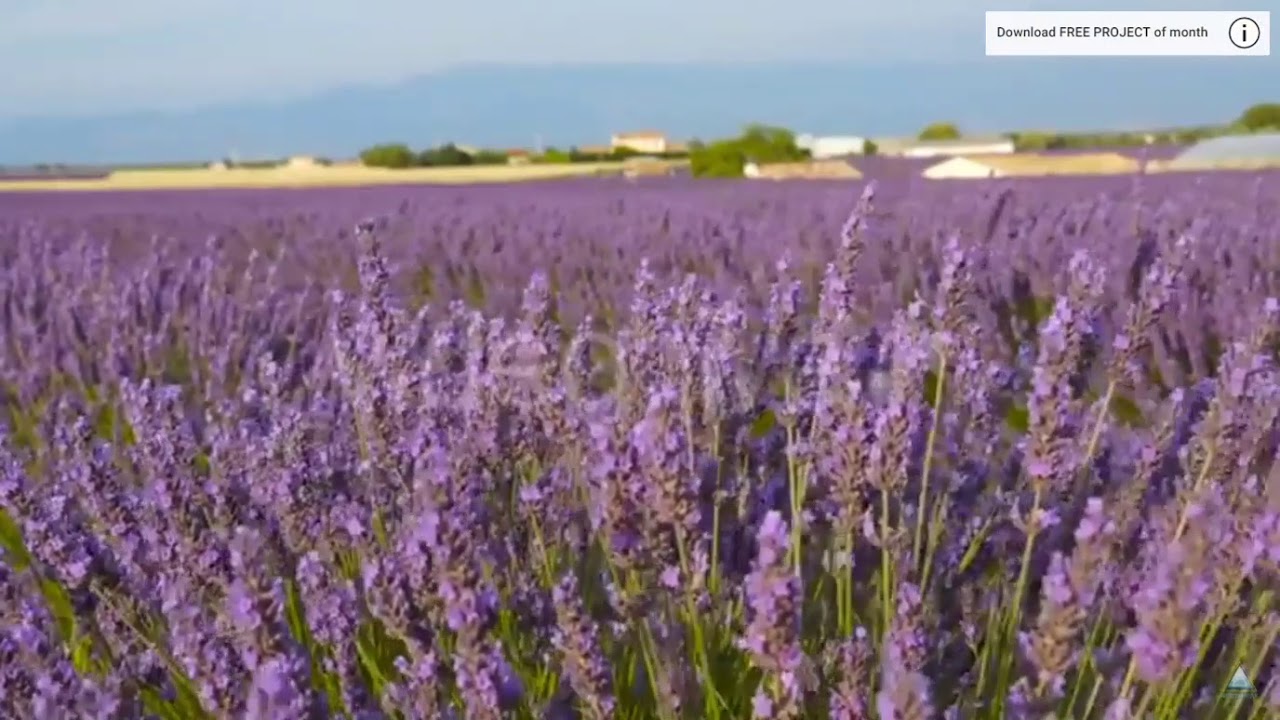 Lavender Fields Flowers Swing in the Wind Stock Footage - YouTube