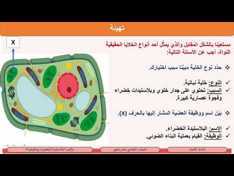 الصف الحادي عشر المسار العلمي الأحياء تركيب البلاستيدات الخضراء ووظيفتها1 تركيب البلاستيدة الخضراء