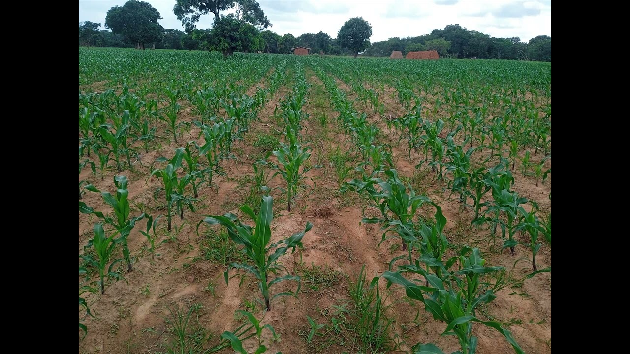 General Kanene-Kutulo ft Bikiloni