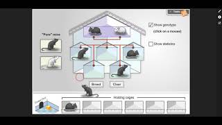 Mouse Genetics One Trait Gizmo - Introduction Profile