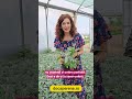 Cineraria Maritima Silver Dust, perena rezistenta cu frunze argintii pe docaperene.ro