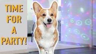 HOUSE PARTY!  Topi the Corgi