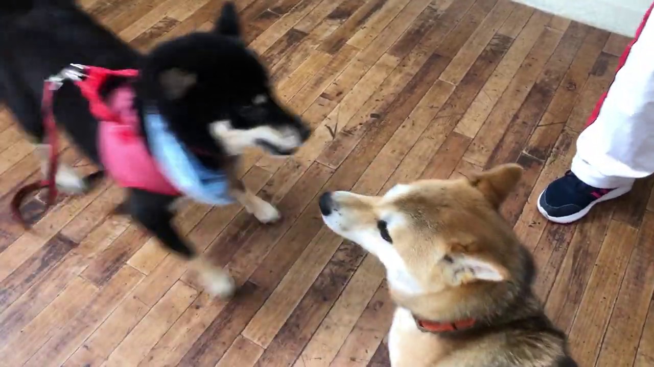 柴犬の ヤマトくん と シンバくん はお互い落ち着いて遊びを誘えるようになってきました Youtube