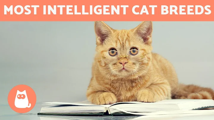 Watch the video about SMARTEST CAT BREEDS in the world 🐱💡 TOP 10