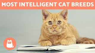 SMARTEST CAT BREEDS in the world  TOP 10