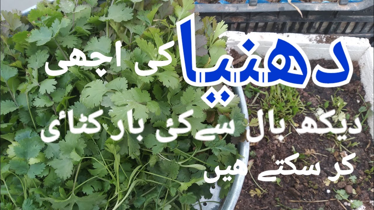 Coriander harvesting /How to harvest coriander /دھنیےکی کٹاٸ YouTube