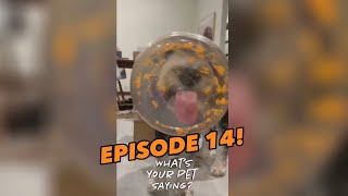 What’s Your Pet Saying? Episode 14 by RxCKSTxR