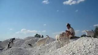 Прогулка с козами в солнечный день
