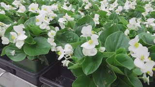 Stanley's Greenhouse shares some tips on spring gardening