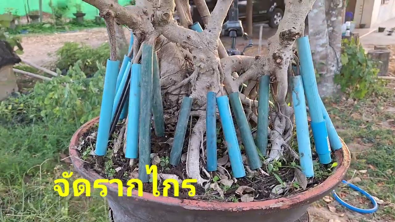 Неужели так сложно выращивать бонсай? Если вы увлечены этим, всё кажется простым. #бонсай #сад #д...